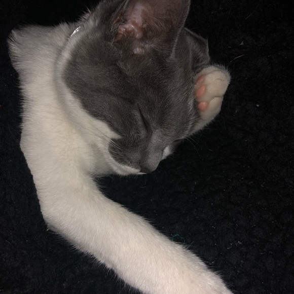 Meet your Posher, Irene - Picture 2 of 2